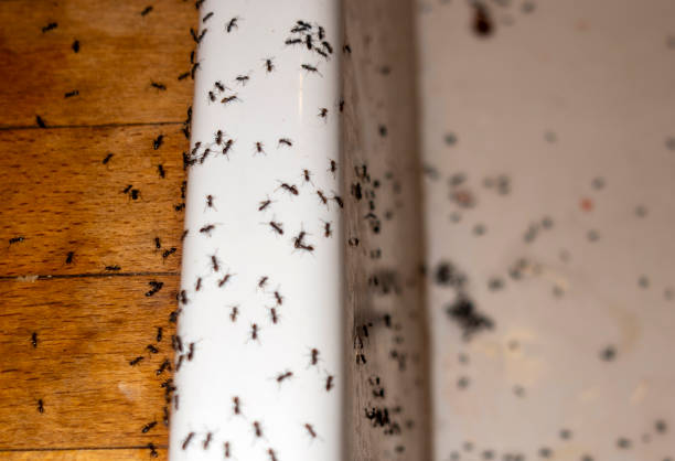 Best Pest Removal Services  in Wilson, PA