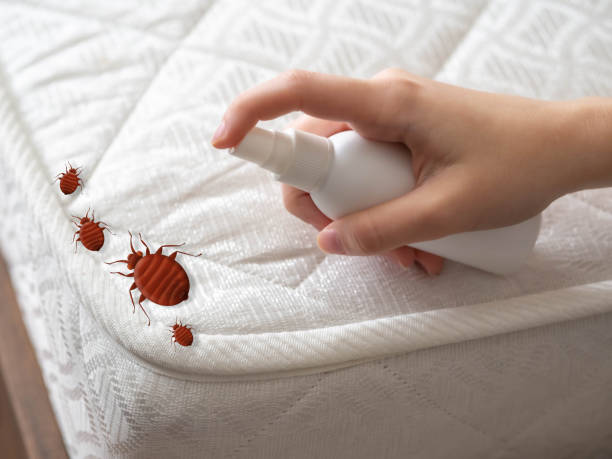 Wasp Removal Services in Wilson, PA