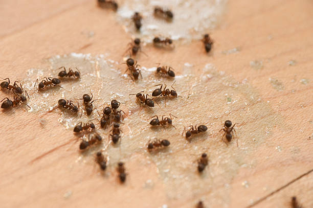 Best Termite Control Services  in Wilson, PA